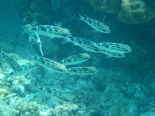 Scolopsis lineata