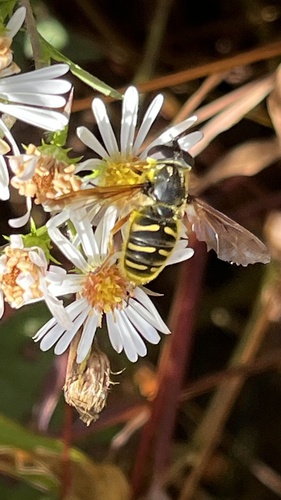 Unknown species found near Middletown Rd, Freeland, MD, US