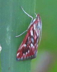 Blepharucha zaide