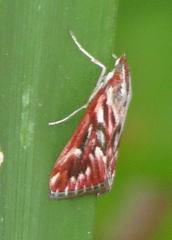 Blepharucha zaide