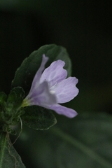 Strobilanthes tetrasperma