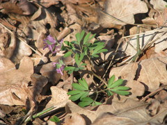 Corydalis intermedia