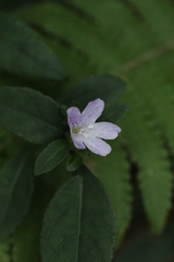 author not stated, no rights reserved Strobilanthes tetrasperma, photograph author not stated, no rights reserved