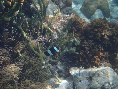 Amphiprion clarkii