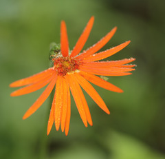 Gerbera jamesonii