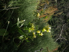 Gentiana burseri