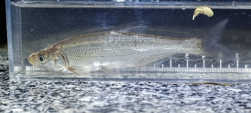 Topmouth culter (Culter alburnus) — Cyprinidae