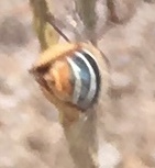 Centris niveofasciata