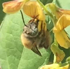 Centris niveofasciata