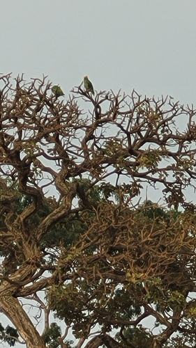 Yellow-faced Parrot