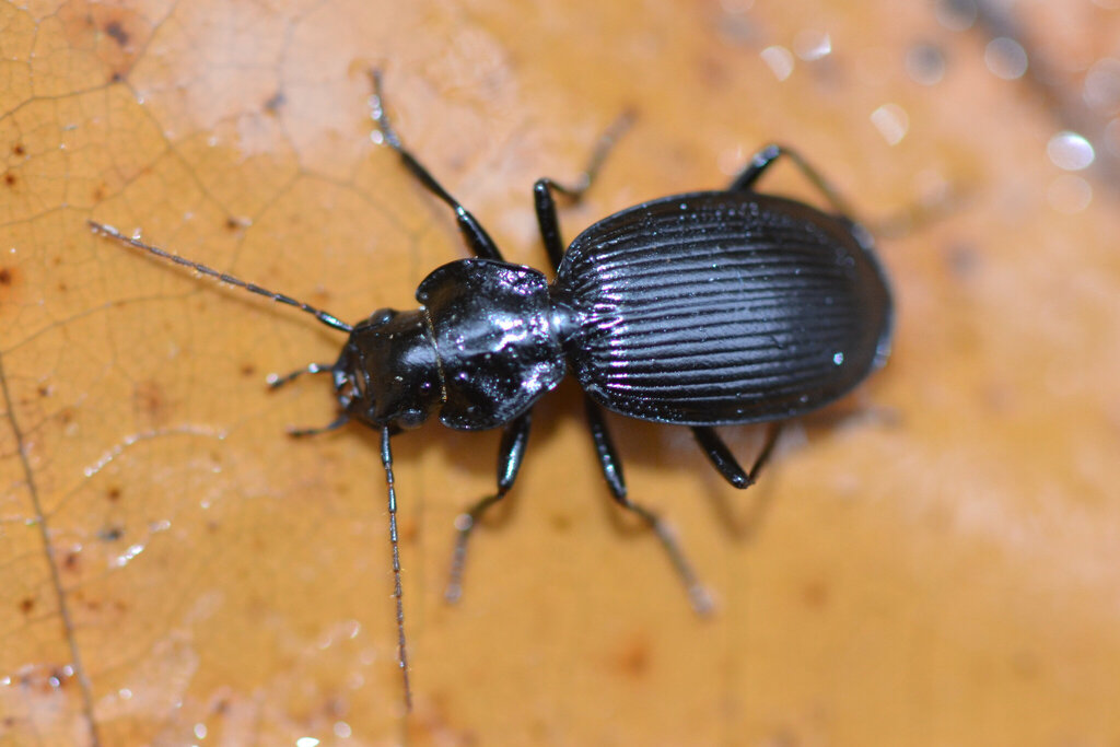 Licinus hoffmannseggi