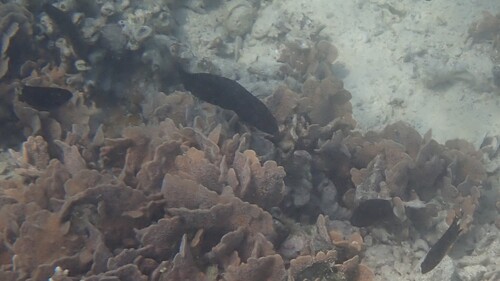 Pseudochromis persicus observed 2025-10-18
