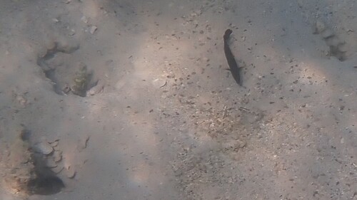 Pseudochromis persicus observed 2025-10-18