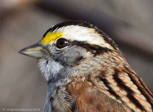 White-throated Sparrow