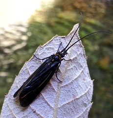 Nerophilus californicus
