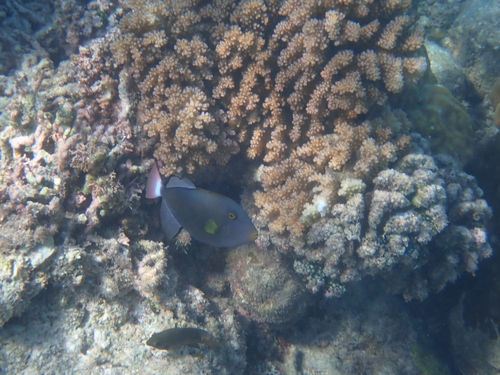 Melichthys vidua