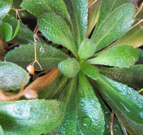 Arabis planisiliqua, photograph 2