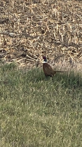 Ring-necked Pheasant