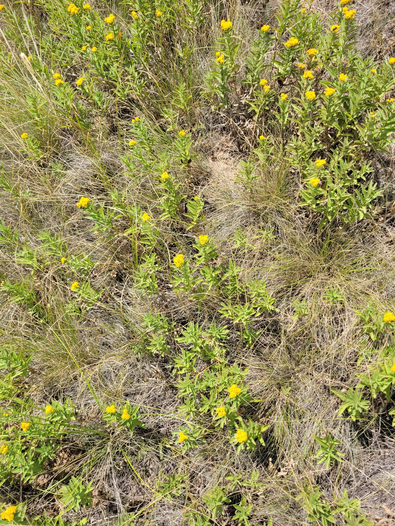 Pentanema germanicum