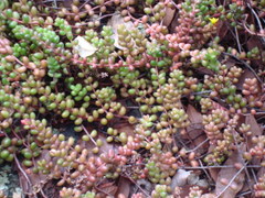 Sedum stahlii