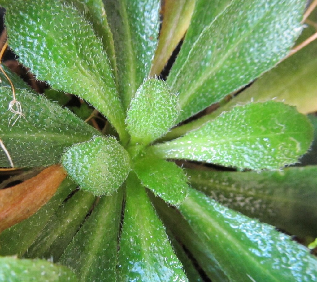 Arabis planisiliqua; photograph (c) zebedeugalinha, some rights reserved (CC BY)