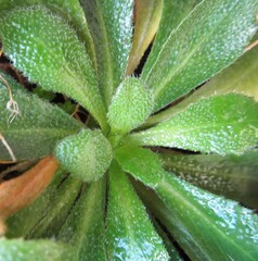 Arabis planisiliqua