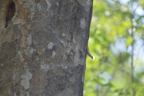 Becker’s Lichen Anole, Anolis beckeri