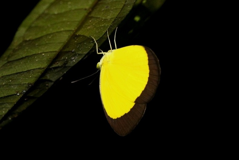 Broad Margined Grass Yellow (Eurema puella)