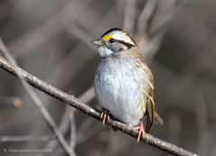 White-Throated Sparrow photo 3