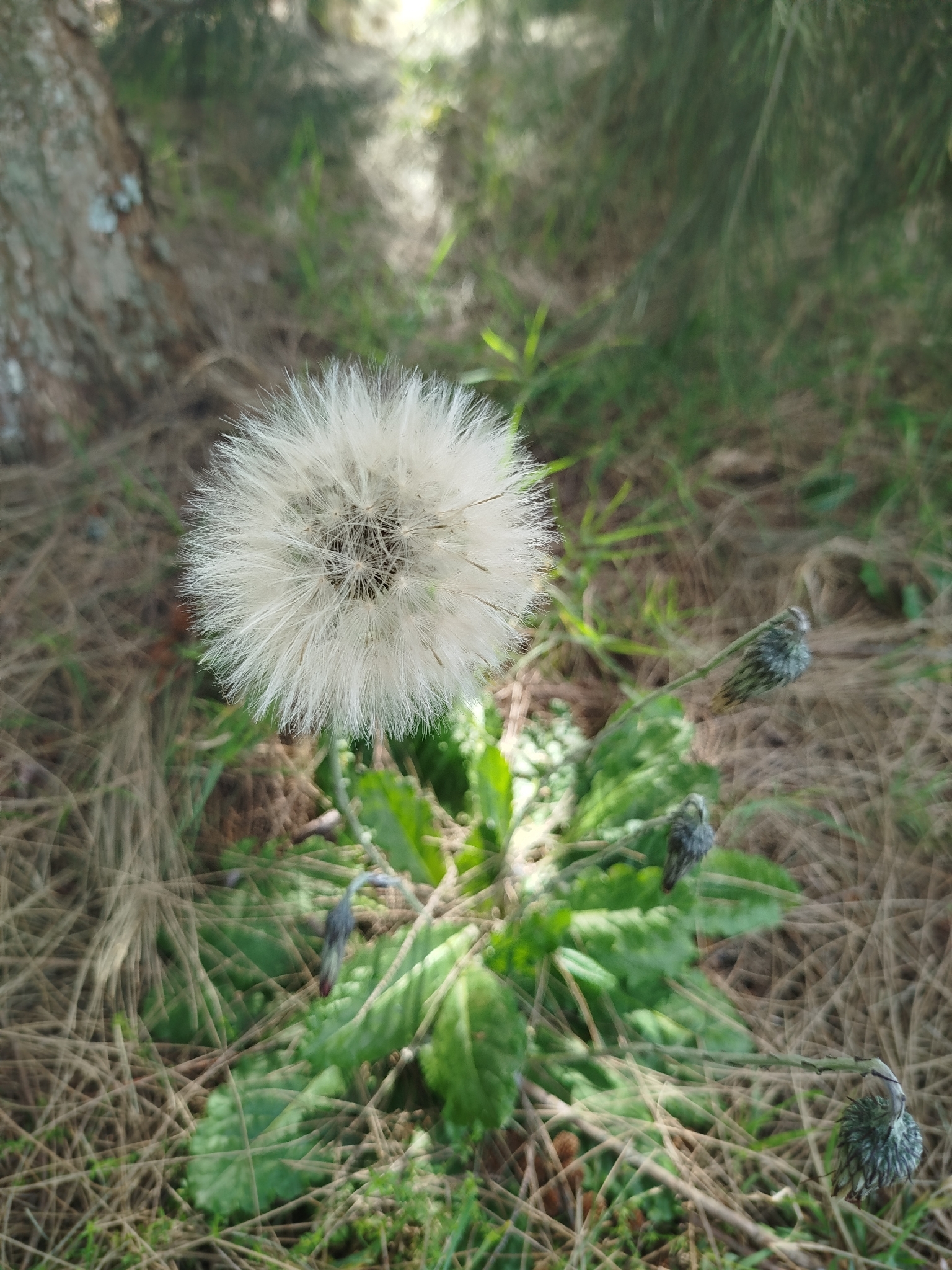 Chaptalia arechavaletae