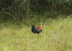 Gallus lafayettii