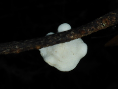 Clitopilus hobsonii