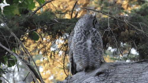 View observation of {o.common_name} on iNaturalist