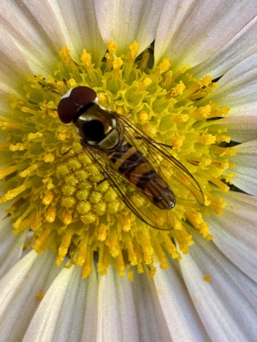 Unknown species found near Raven Rd, Lexington, KY, US
