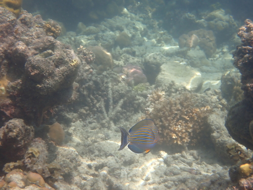 Acanthurus lineatus