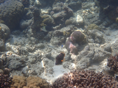 Balistapus undulatus