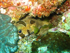 Diodon liturosus