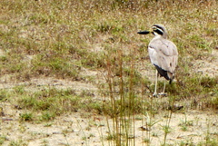 Esacus recurvirostris