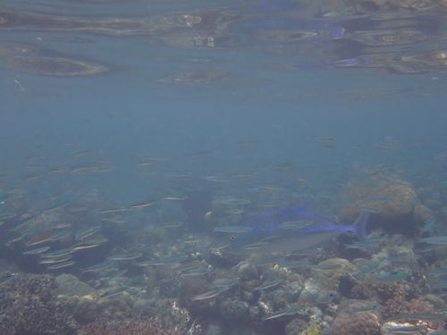 Trevally