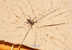 Acanthocinus aedilis