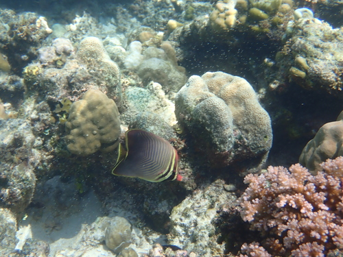 Chaetodon baronessa