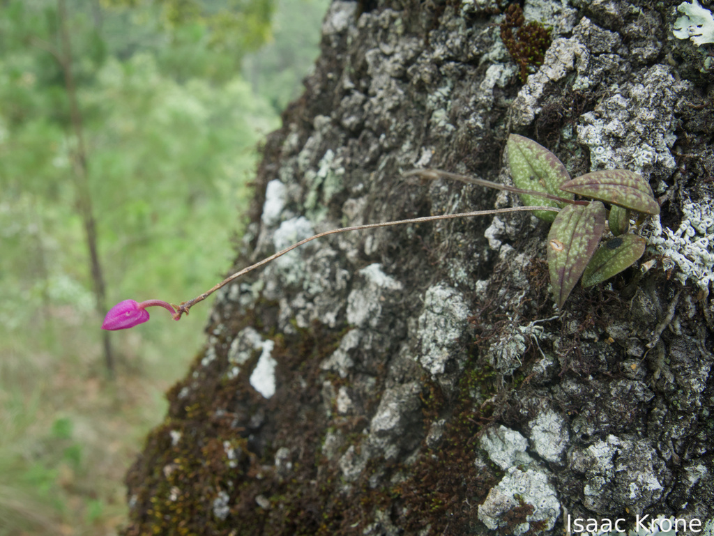 Domingoa purpurea