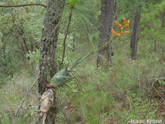 Catopsis subulata, photograph (c) Isaac Krone, some rights reserved (CC BY)