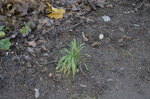 Наблюдение на iNaturalist