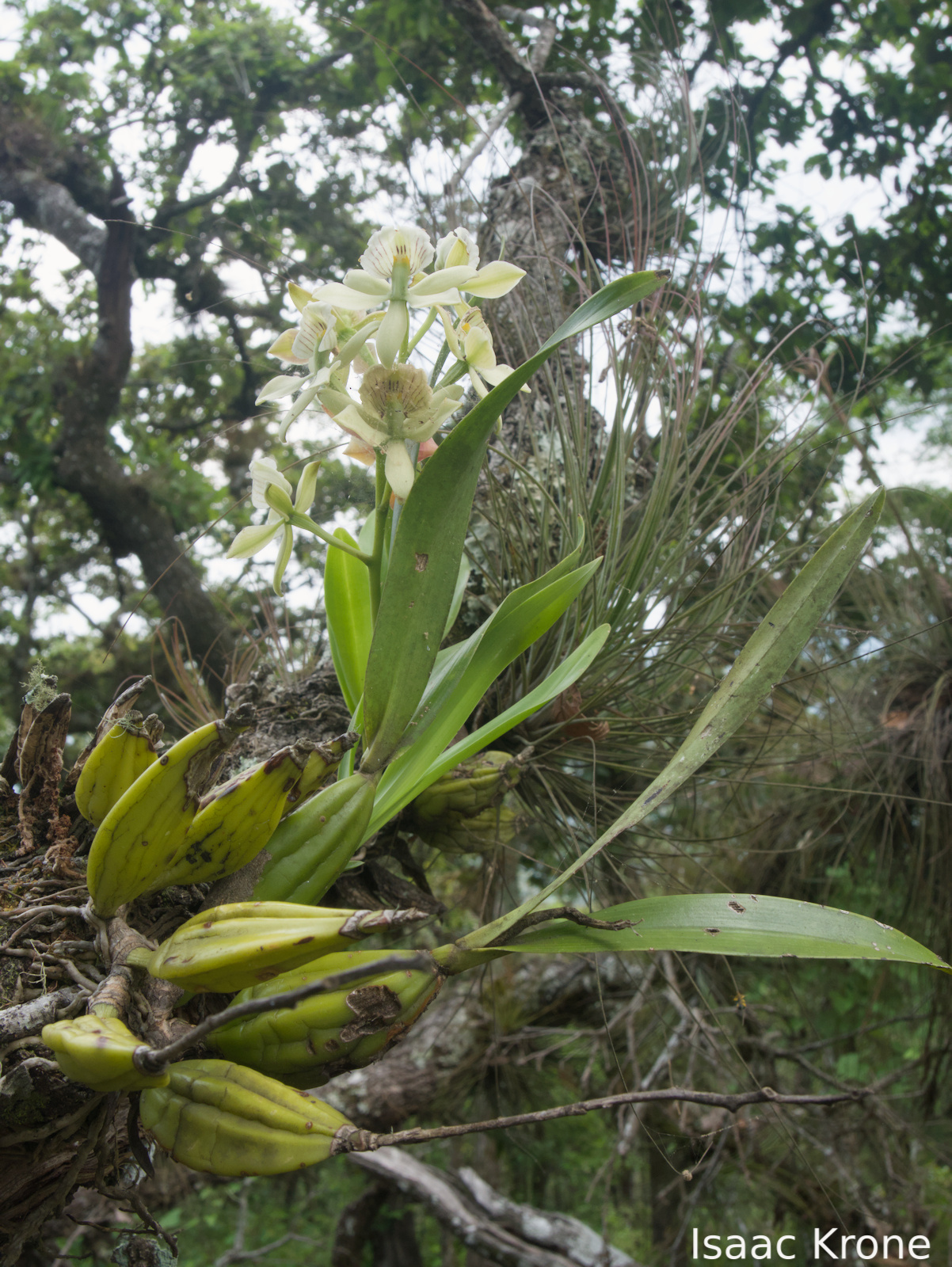Lined Petal Orchid (Prosthechea radiata)
