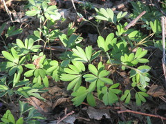 Corydalis intermedia
