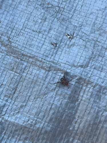 Unknown species found near S Park Dr, Salisbury, MD, US
