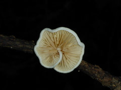 Clitopilus hobsonii