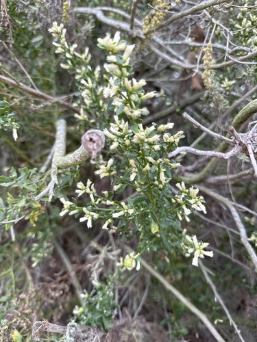 iNaturalist observation photo of coyote brush