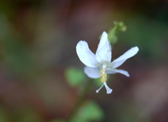 Hibiscus micranthus